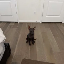 Miniature xoloitzcuintli