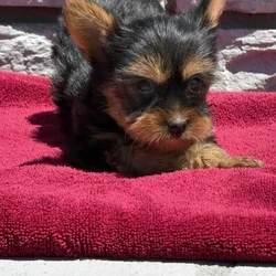 yorkie male