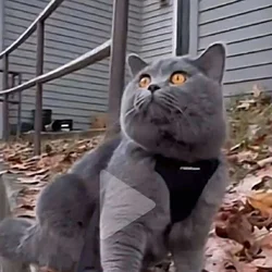 Smokey needs a quiet home.