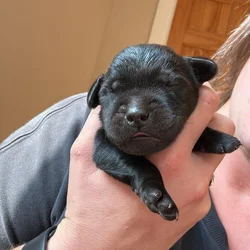Goldador puppies