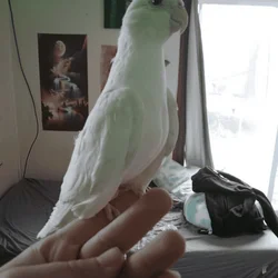 1 1/2 year old albino cockatiel female.