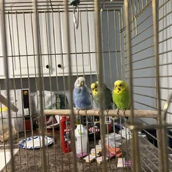 3 budgie parakeets