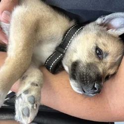 Rehoming Husky Mix