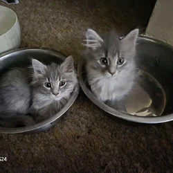 Maine Coon Kittens and cat's