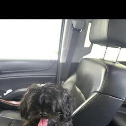 Rehoming shih tzu