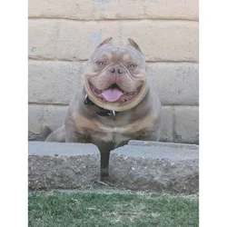 Bully male