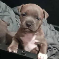 Adorable Staffordshire Puppies