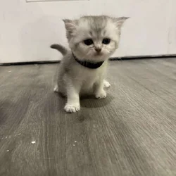 Scottish Fold Kitten