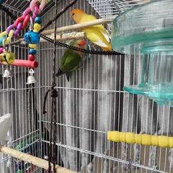Pair of Love Birds