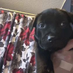 Lab and put puppys