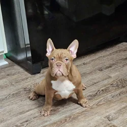 Pocket America bully female