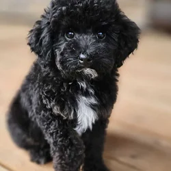 Mini Multigen Goldendoodle Puppy- Male