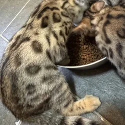 Beautiful Bengal Kittens