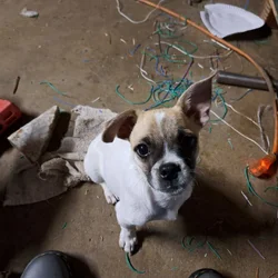 Puggle Mix Looking For His 4-Ever Home