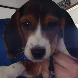 Male Beagle Puppy