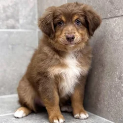 Skye- rehome