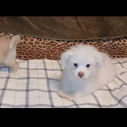 Pomeranian maltese