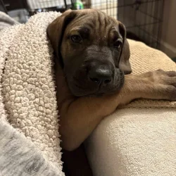 Great Dane Puppies