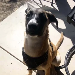 Free almost one year old pup
