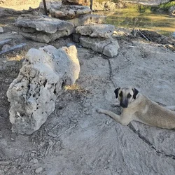 Kangal puppies born June 17,2025