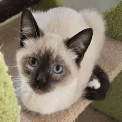 Siamese kittens