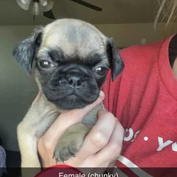 Pug Puppies