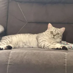 British shorthair cat stud