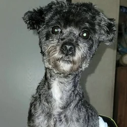 Blue poodle at stud