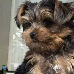 1 1/2 year old pure bread Yorkie - Champion line