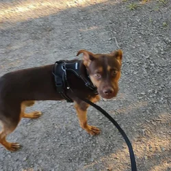 Australian Kelpie