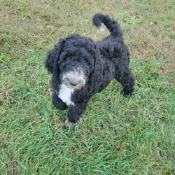 Standard Poodle Puppies