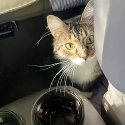 Ragdoll - tabby