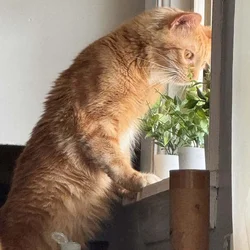 Gato 2años