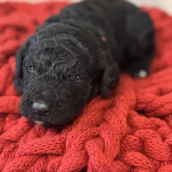 The Doodle Patch Labradoobles