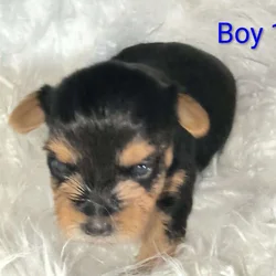 Yorkie puppies (Miami Fl)