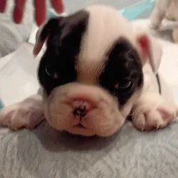 Gorgeous French Bulldog Puppies