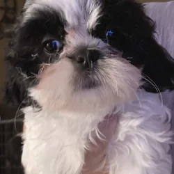 Blk& White Shihtzu Puppies
