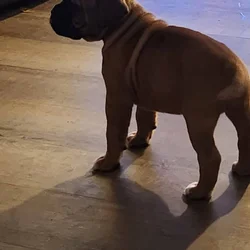 Boxmas