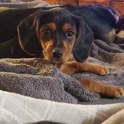 Beaglier female puppy