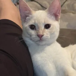 Free Flame Point kitten