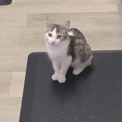Small female cat
