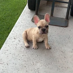 French Bulldog Puppy (Male)