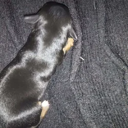 Chiweenie Puppies