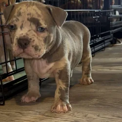 American Bully Pocket Puppies