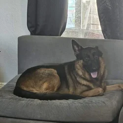 German Shepherd needing a loving home