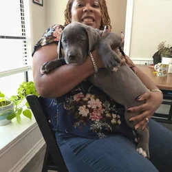 Cane Corso