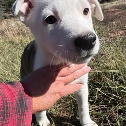 Ranch Pup- Girl 3