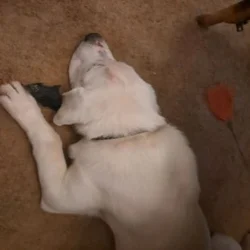 Free Great Pyrenees/ Husky Mix Adult