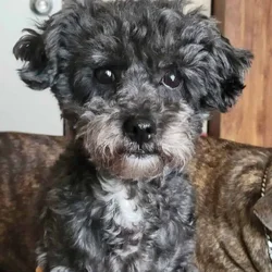 Blue toy poodle stud