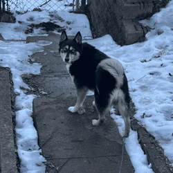 Beautiful Adult Female Husky Pomeranian Mix